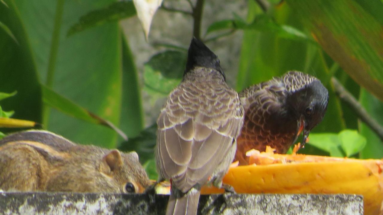 Villa Olga Unawatuna Buitenkant foto