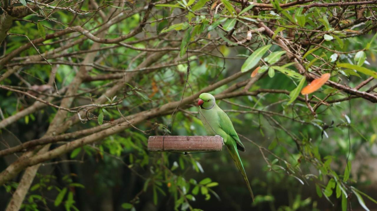 Villa Olga Unawatuna Buitenkant foto